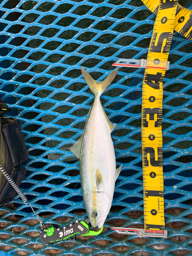 イナダの釣果