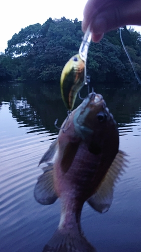 ブルーギルの釣果