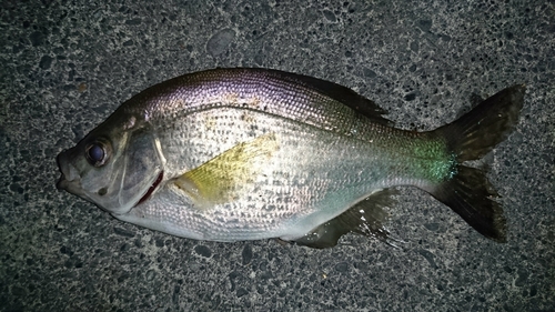 ウミタナゴの釣果