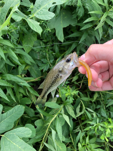 ブラックバスの釣果