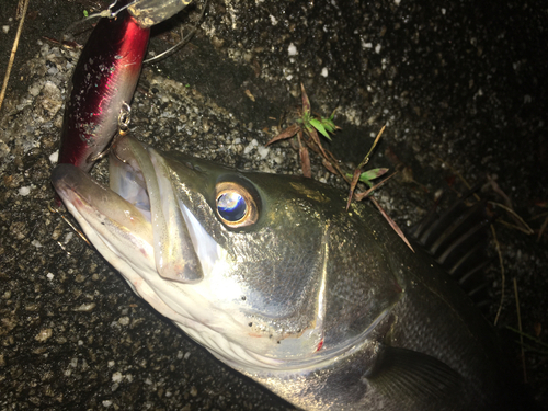 スズキの釣果