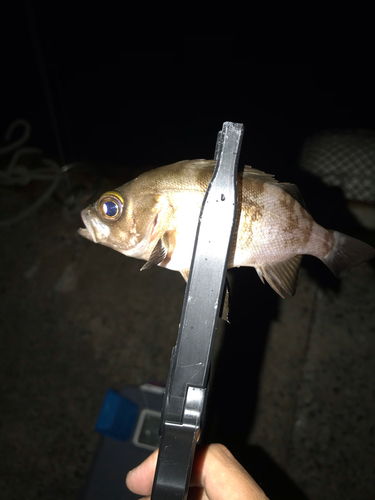 クロメバルの釣果