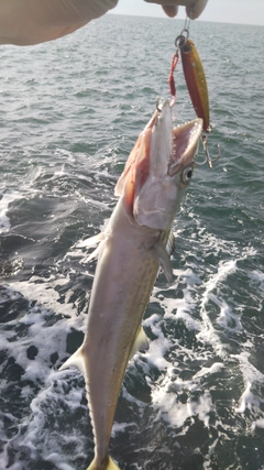 サゴシの釣果