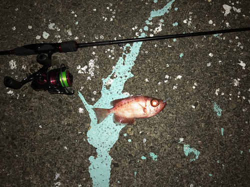 キントキダイの釣果