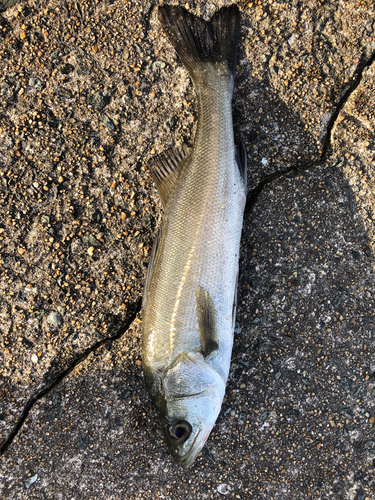 セイゴ（マルスズキ）の釣果