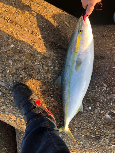 メジロの釣果