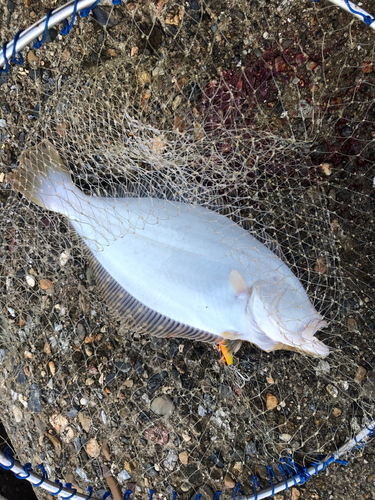 ヒラメの釣果