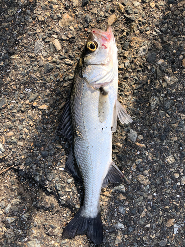 セイゴ（マルスズキ）の釣果