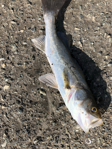 セイゴ（マルスズキ）の釣果