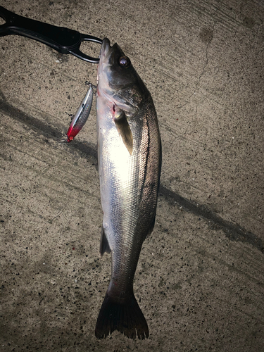 スズキの釣果