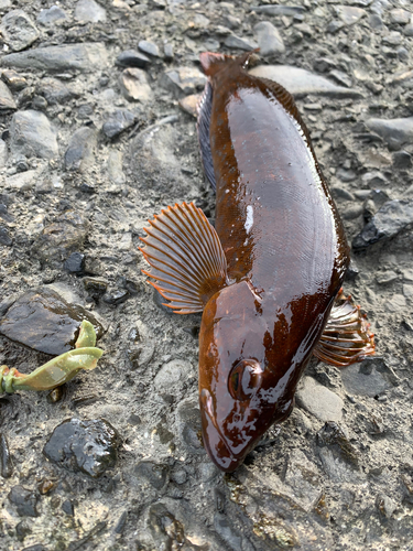 アイナメの釣果