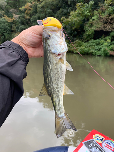 ラージマウスバスの釣果