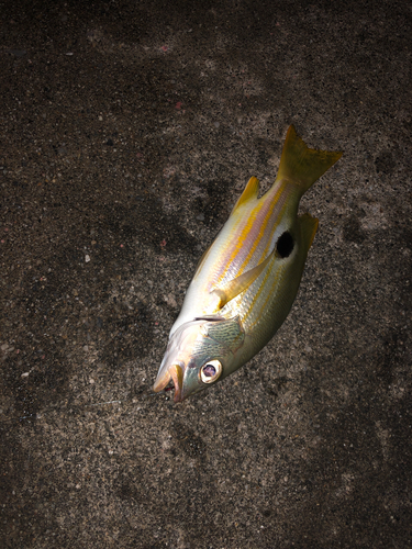 ニセクロホシフエダイの釣果