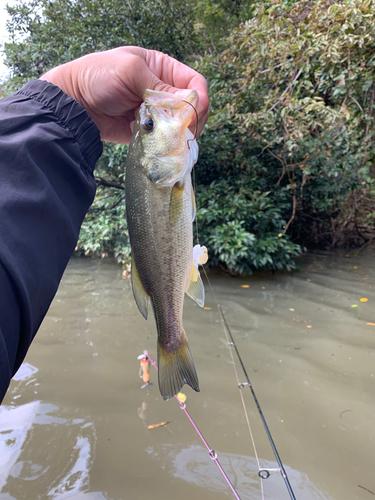 ラージマウスバスの釣果