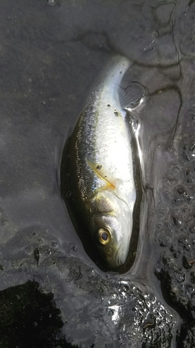 アブラハヤの釣果