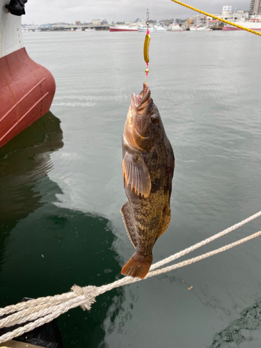 アイナメの釣果