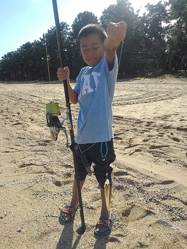 シロギスの釣果