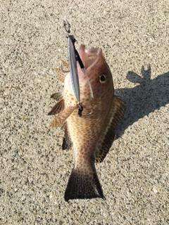 オオモンハタの釣果