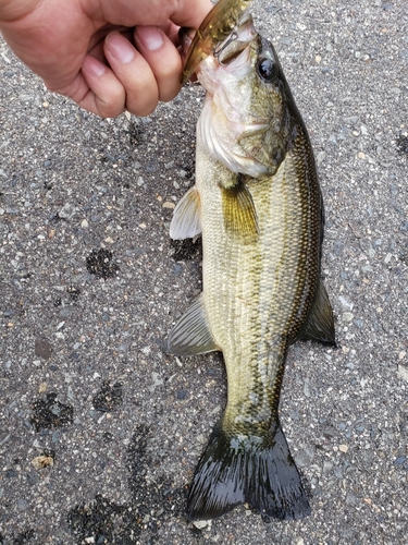 ラージマウスバスの釣果