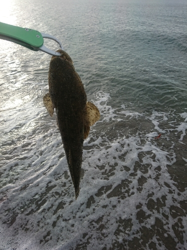 マゴチの釣果