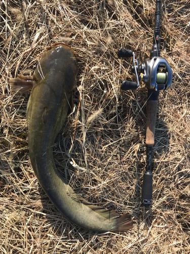 ナマズの釣果