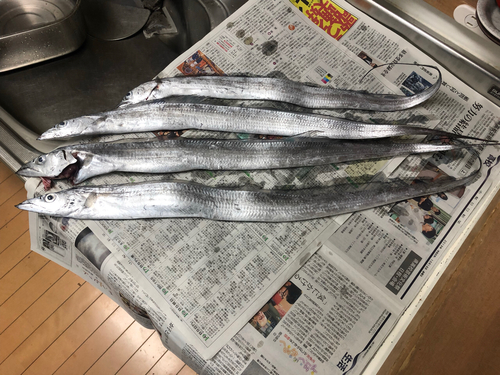 タチウオの釣果