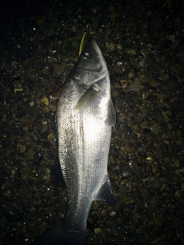 ヒラスズキの釣果