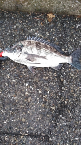 クロダイの釣果