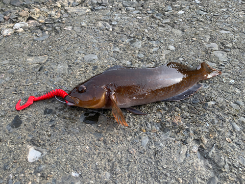 アイナメの釣果