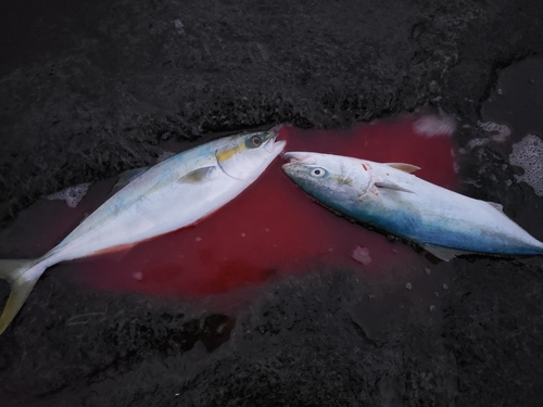 イナダの釣果