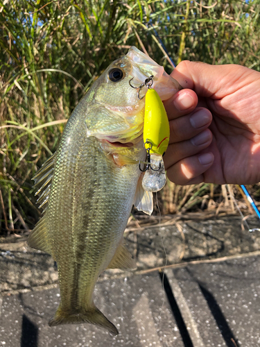 ブラックバスの釣果