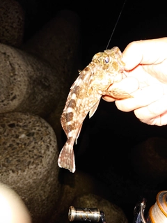 カサゴの釣果