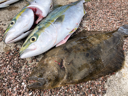 ヤズの釣果