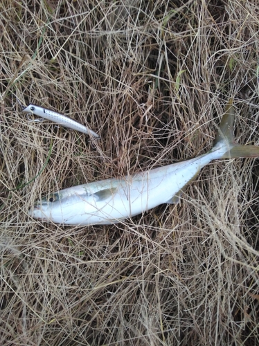 ワカシの釣果