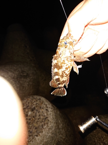 カサゴの釣果