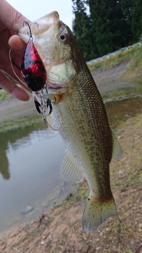 ラージマウスバスの釣果