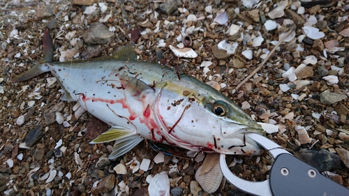 イナダの釣果