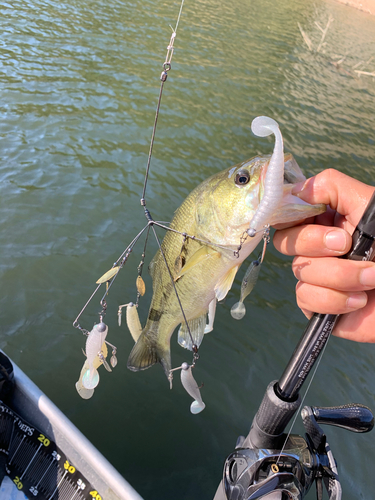 ブラックバスの釣果