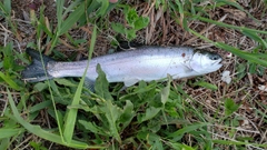 アメマスの釣果