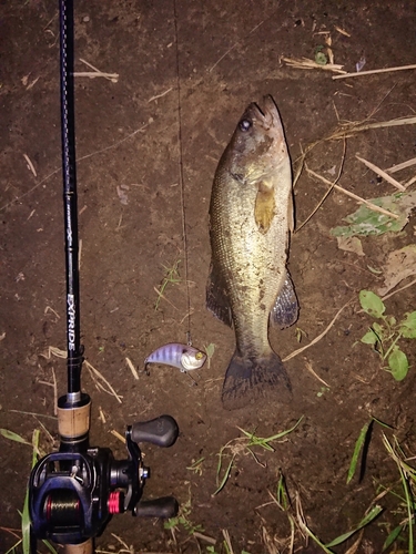 ブラックバスの釣果