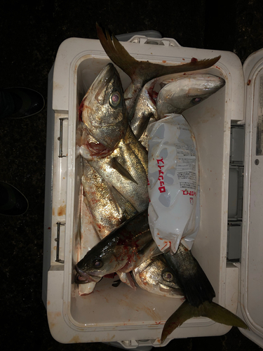 シーバスの釣果