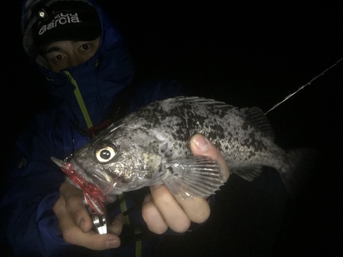 クロソイの釣果