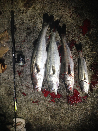 シーバスの釣果