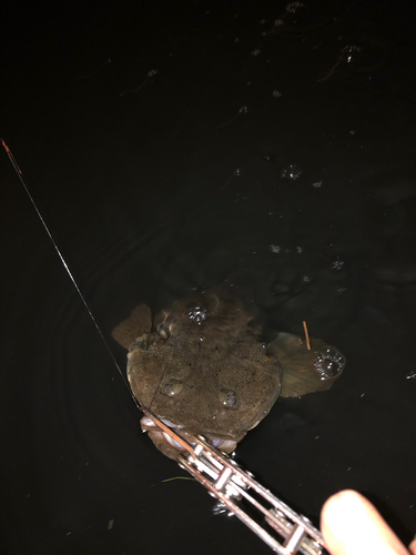 マゴチの釣果