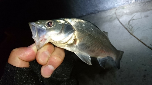 セイゴ（マルスズキ）の釣果