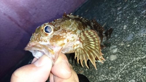 カサゴの釣果