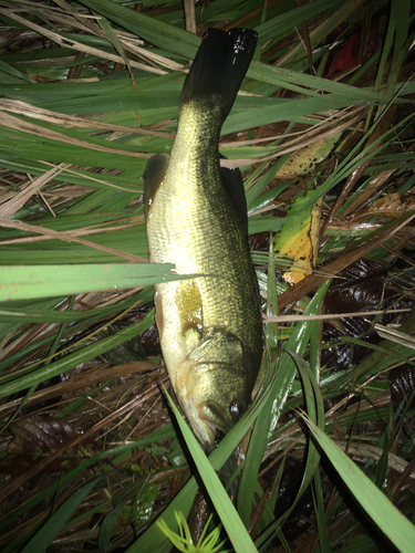 ブラックバスの釣果