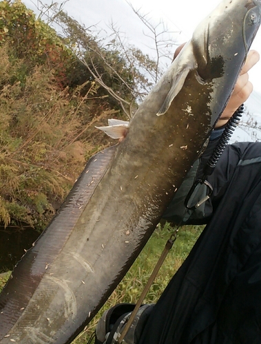 ナマズの釣果