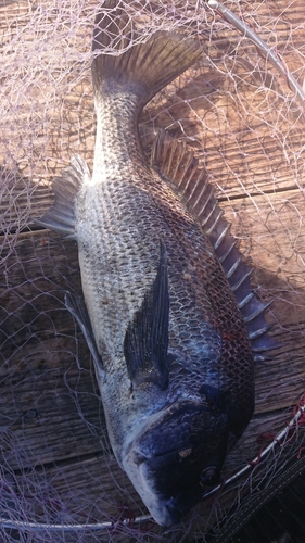 チヌの釣果