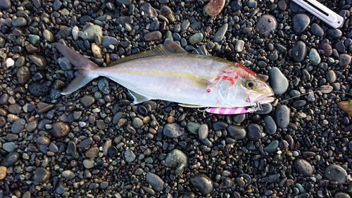 ショゴの釣果